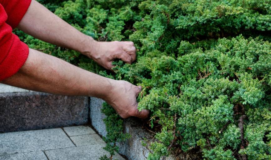 Bush Trimming